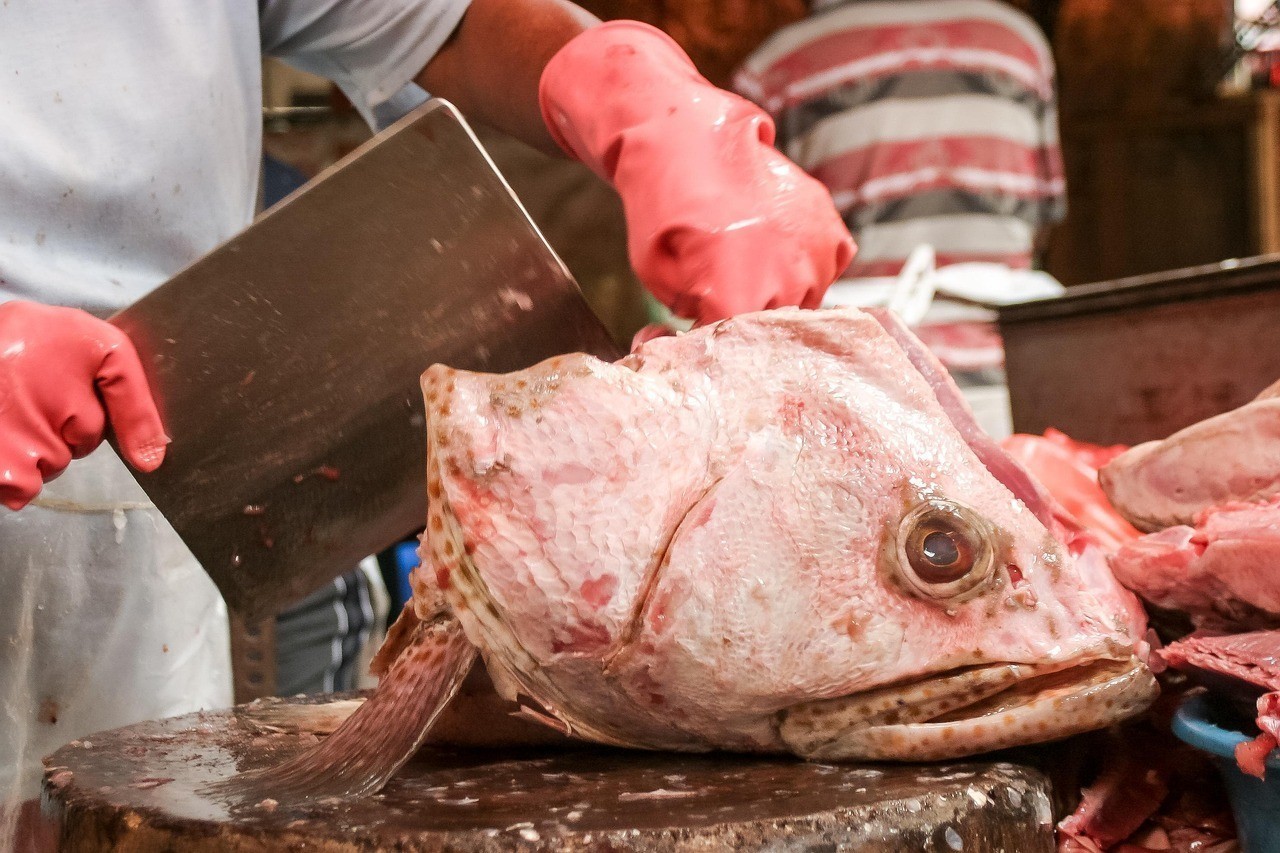 龍魚喂泥鰍需要去頭嗎，飼養(yǎng)龍魚并投喂泥鰍兼顧健康成長與行為刺激需求