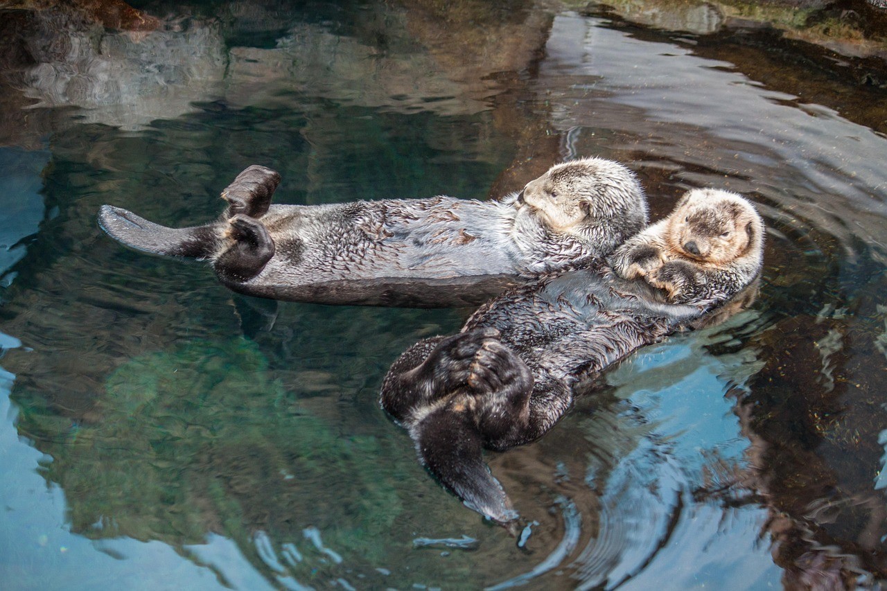 新平水族店，文山市水穎水族店愛企查新平自然水族店有哪些特色產品