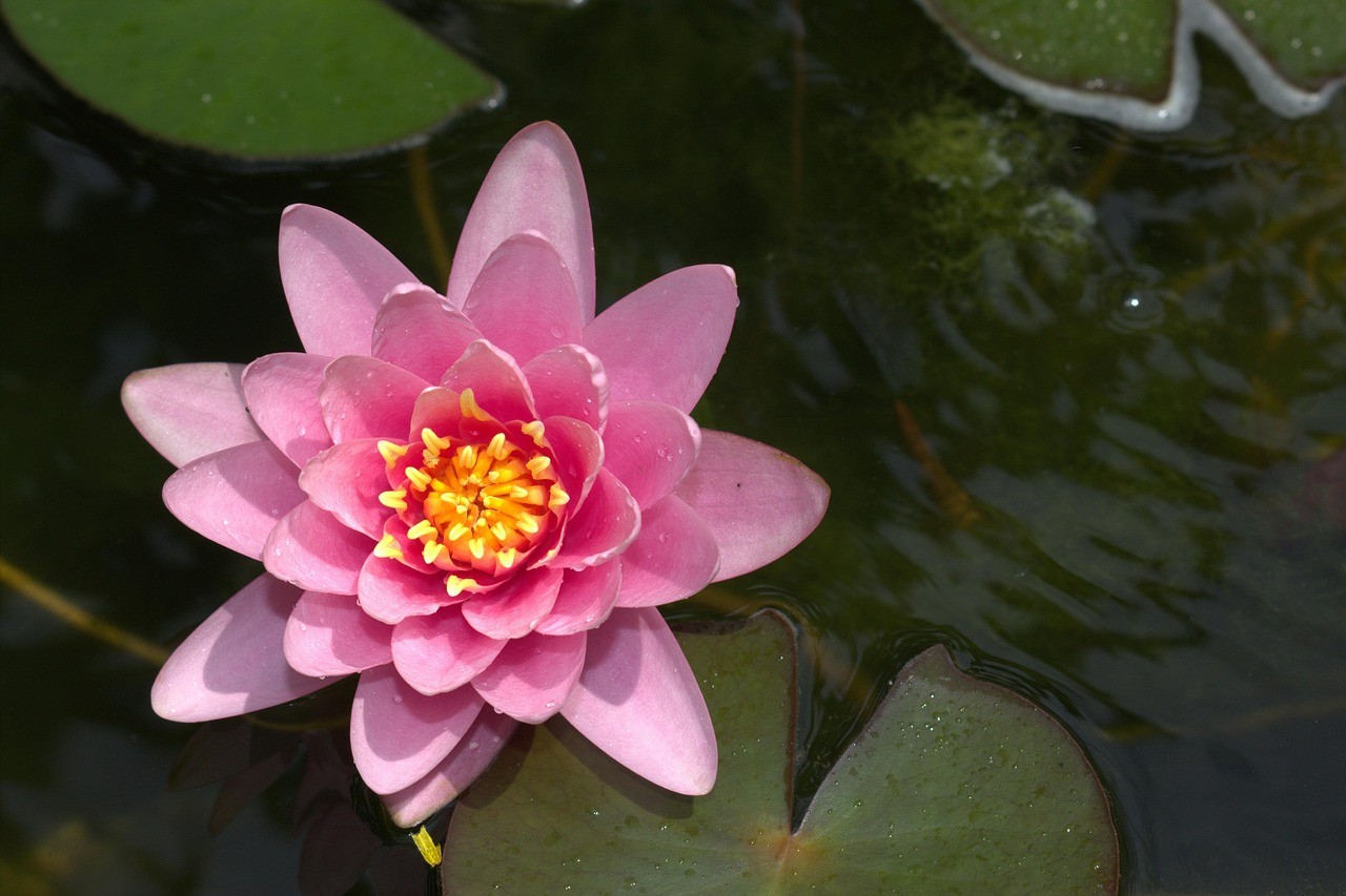 金龍魚和銀龍魚哪個更兇，金龍魚和銀龍魚的區(qū)別