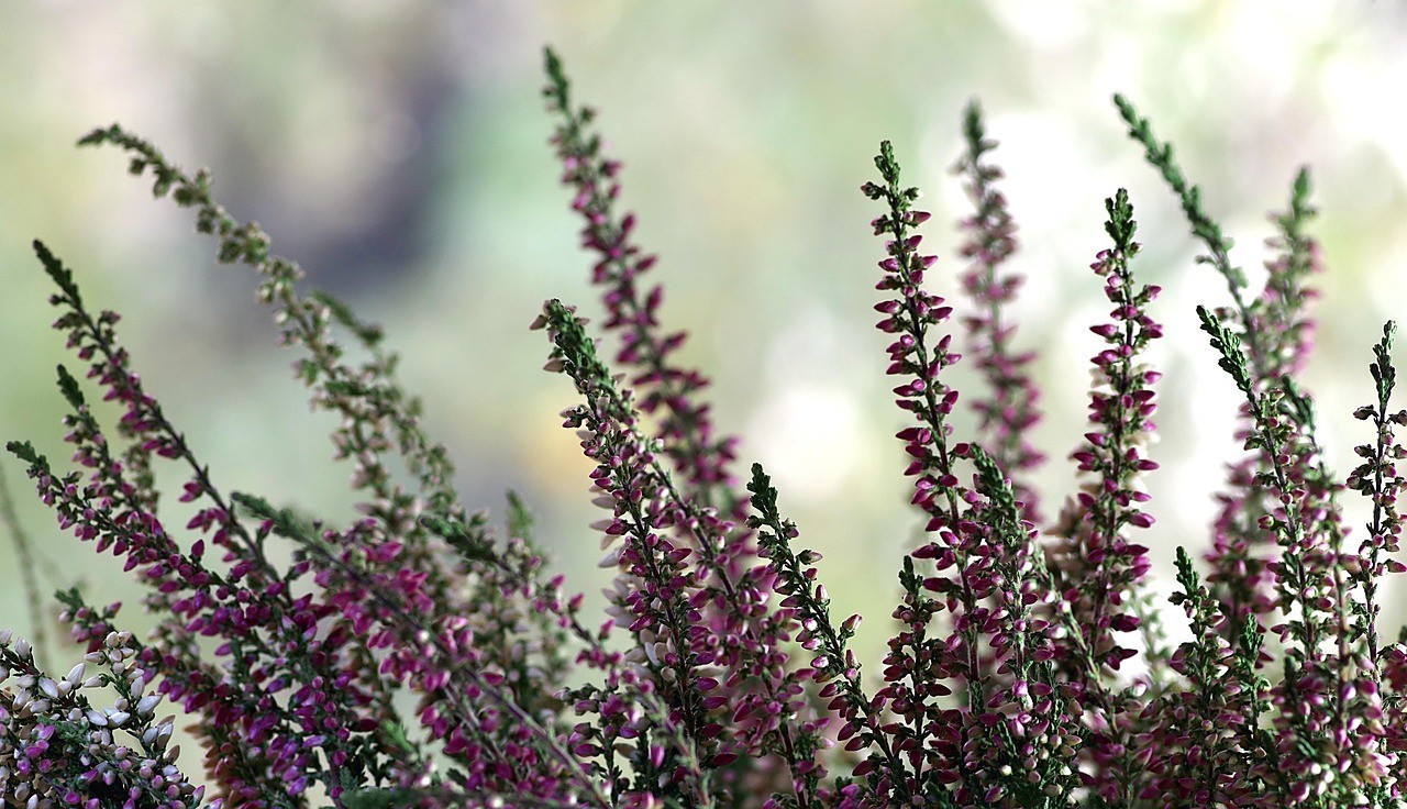 龍魚能養三條在一起嗎，《龍魚能養三條在一起嗎》水族愛好者會思考能否將三條龍魚一同飼養