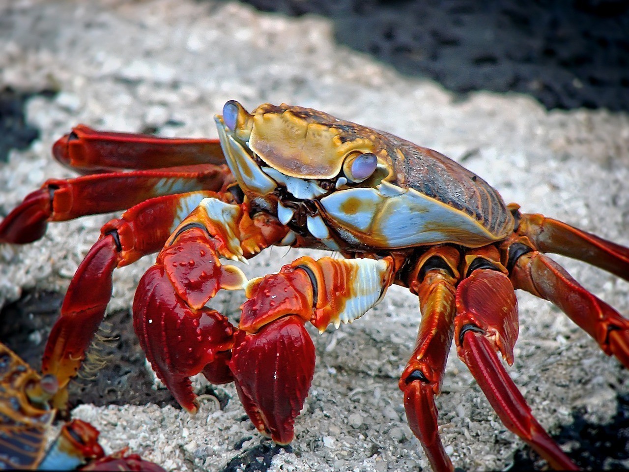 龍魚開燈最忌諱三個東西，自動化養殖龍魚開燈的禁忌