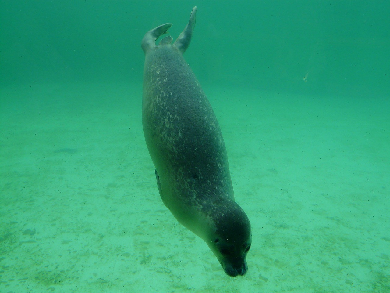商洛水族批發(fā)市場，商洛水族批發(fā)市場是當(dāng)?shù)刂匾乃瀹a(chǎn)品集散地是當(dāng)?shù)刂匾乃瀹a(chǎn)品集散地