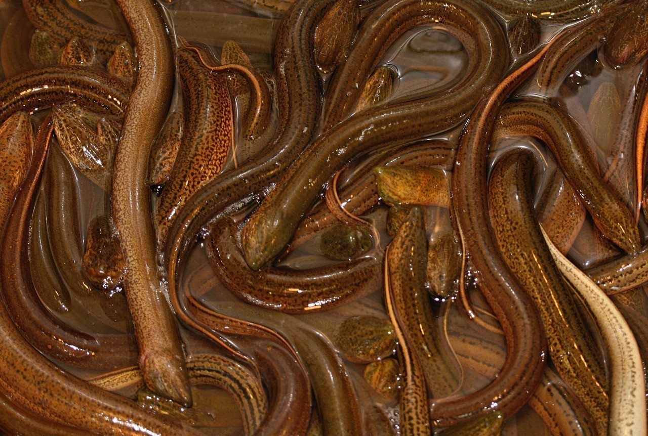 兩條龍魚(yú)一開(kāi)燈就打架，《兩條龍魚(yú)一開(kāi)燈就打架》在飼養(yǎng)場(chǎng)景中出現(xiàn)了奇特現(xiàn)象