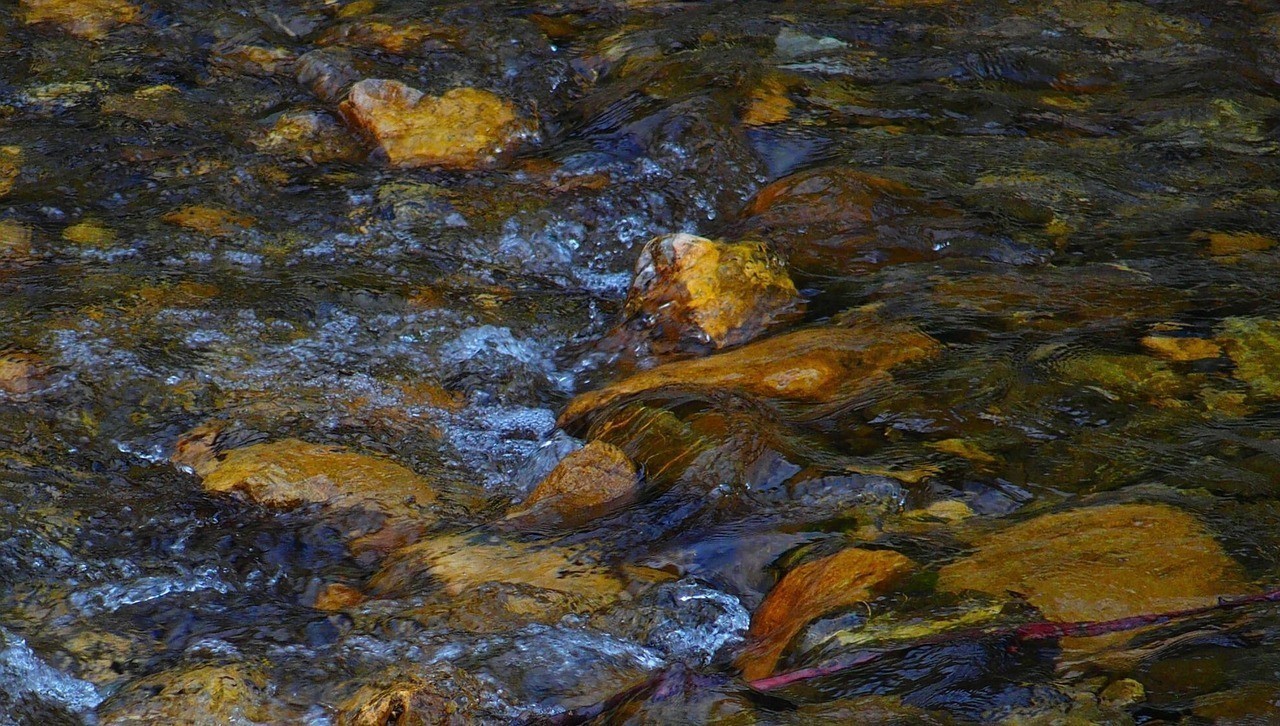 兩條龍魚混養會得白血病嗎，兩條龍魚混養會得白血病嗎，龍魚混養會得白血病嗎