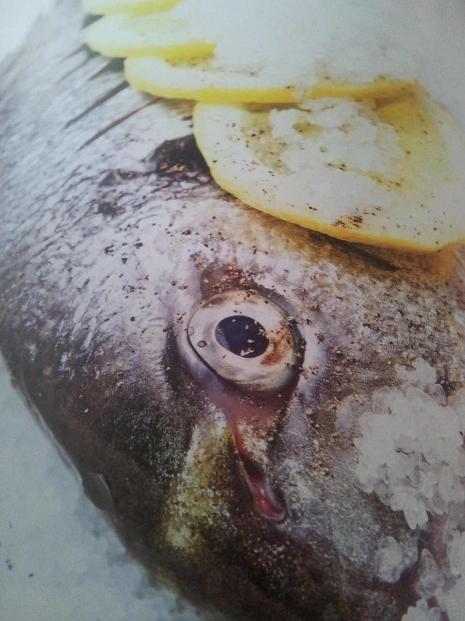 雷龍魚吃啥，雷龍魚的飼養技術