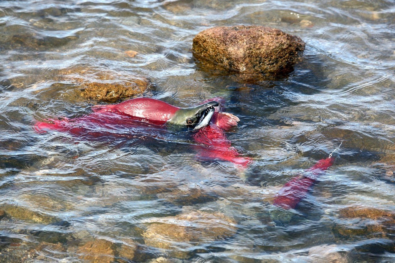 藍(lán)曼龍魚(yú)生卵過(guò)程，影響藍(lán)曼龍魚(yú)產(chǎn)卵的因素