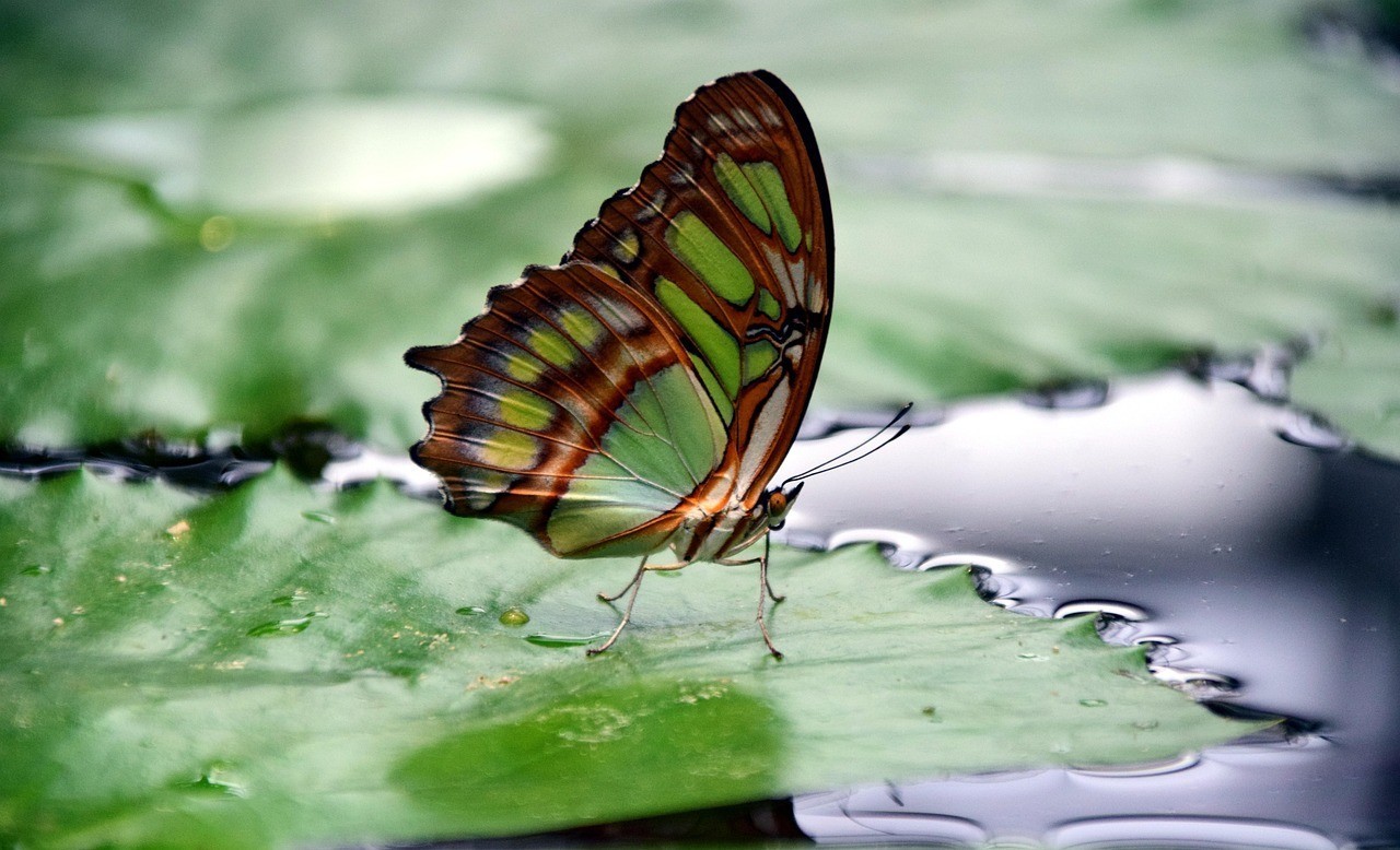 金龍魚(yú)最經(jīng)典的三句話，金龍魚(yú)倡導(dǎo)健康理念是什么，金龍魚(yú)倡導(dǎo)的健康理念是什么
