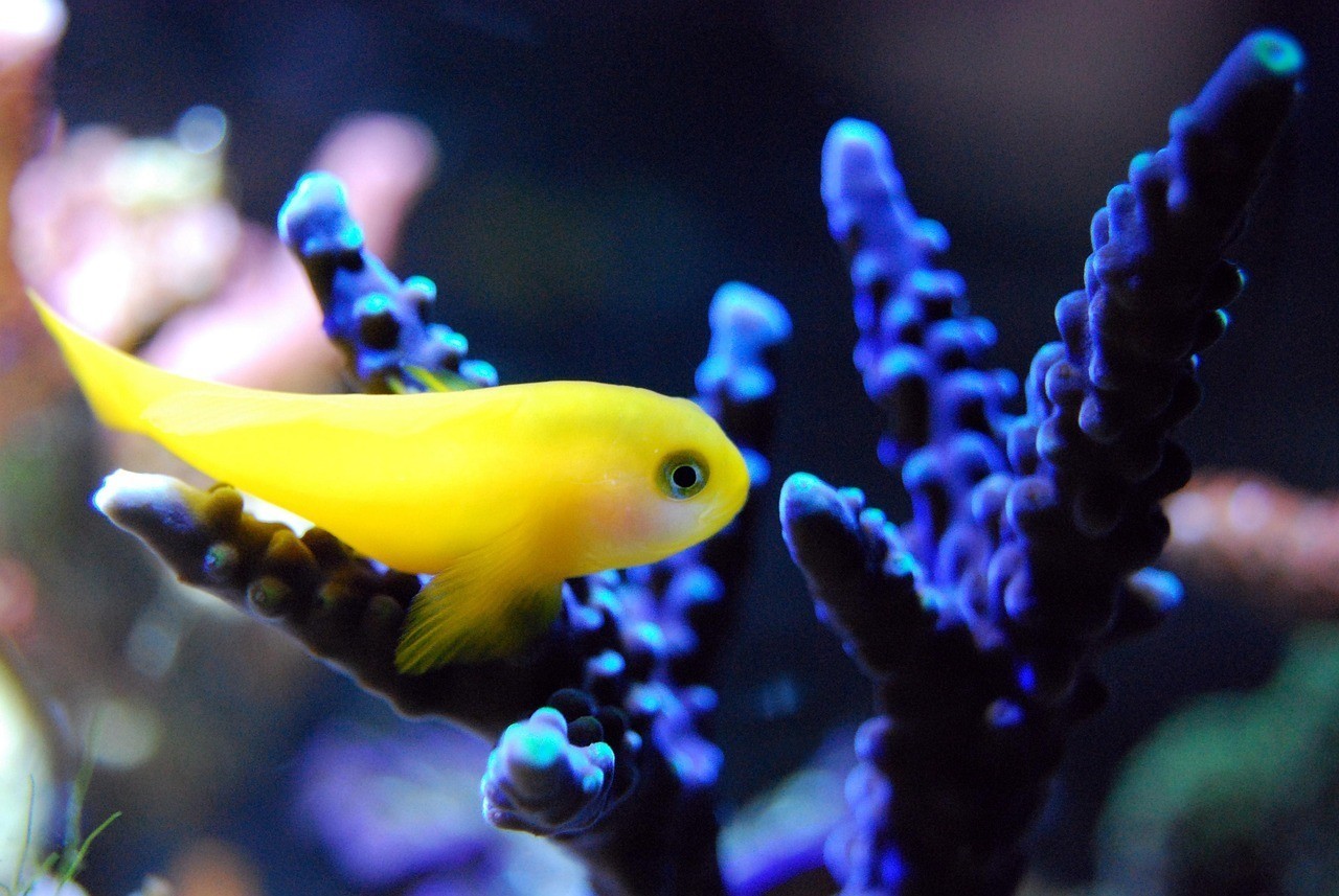 孟村水族店，孟村回族自治縣擁有多家特色水族店