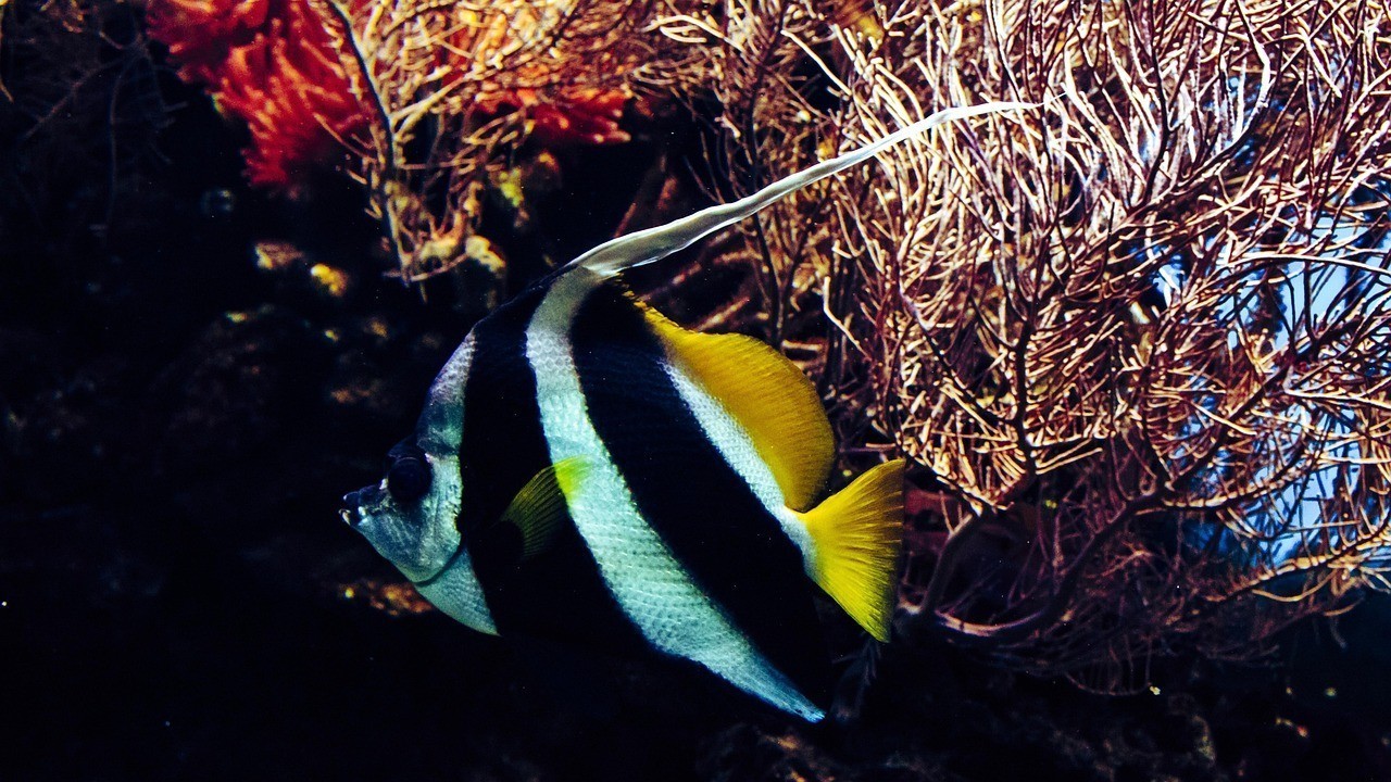 詔安水族店，詔安縣藍龍水族觀賞魚店