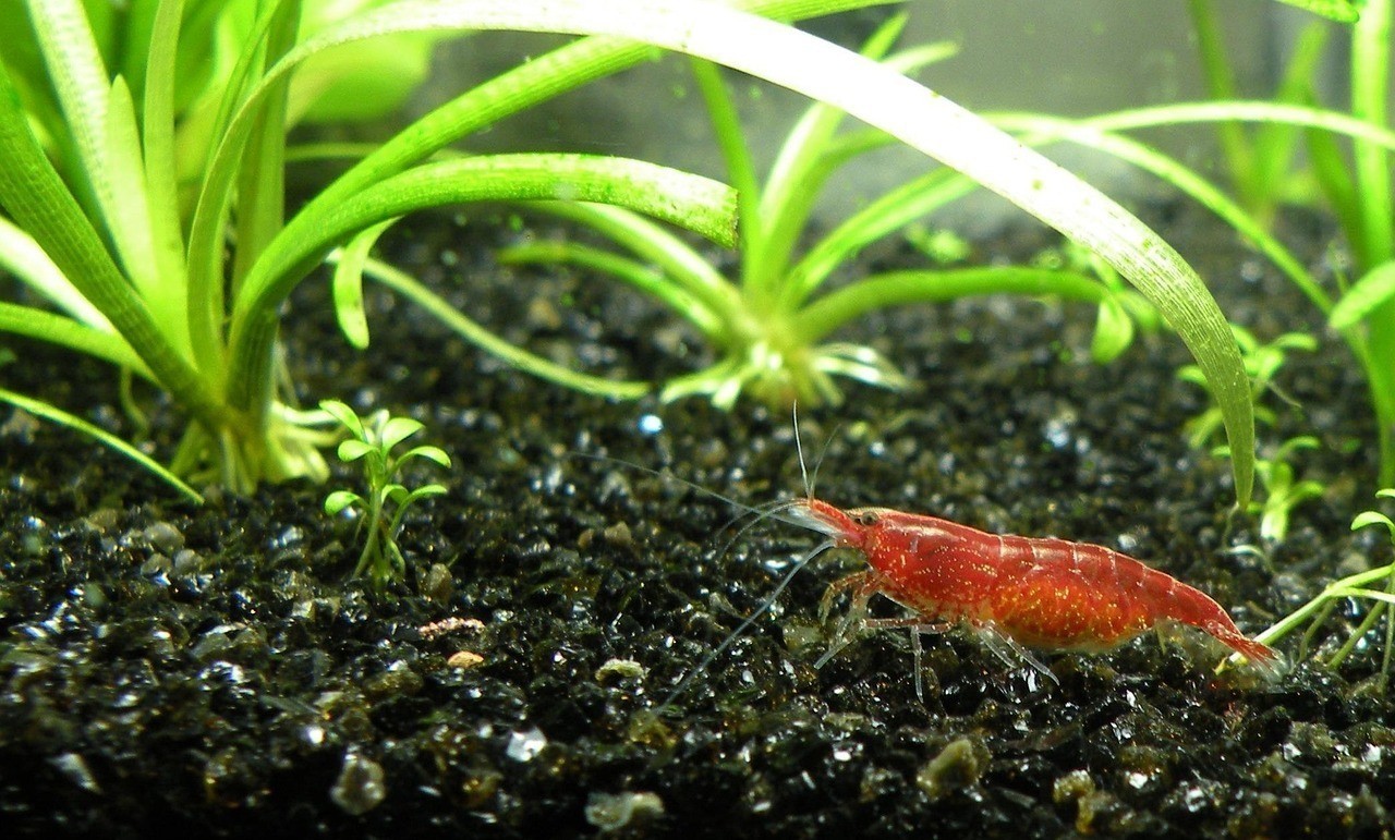 80厘米長的魚缸能養金龍魚嗎，80厘米長的魚缸能否養金龍魚