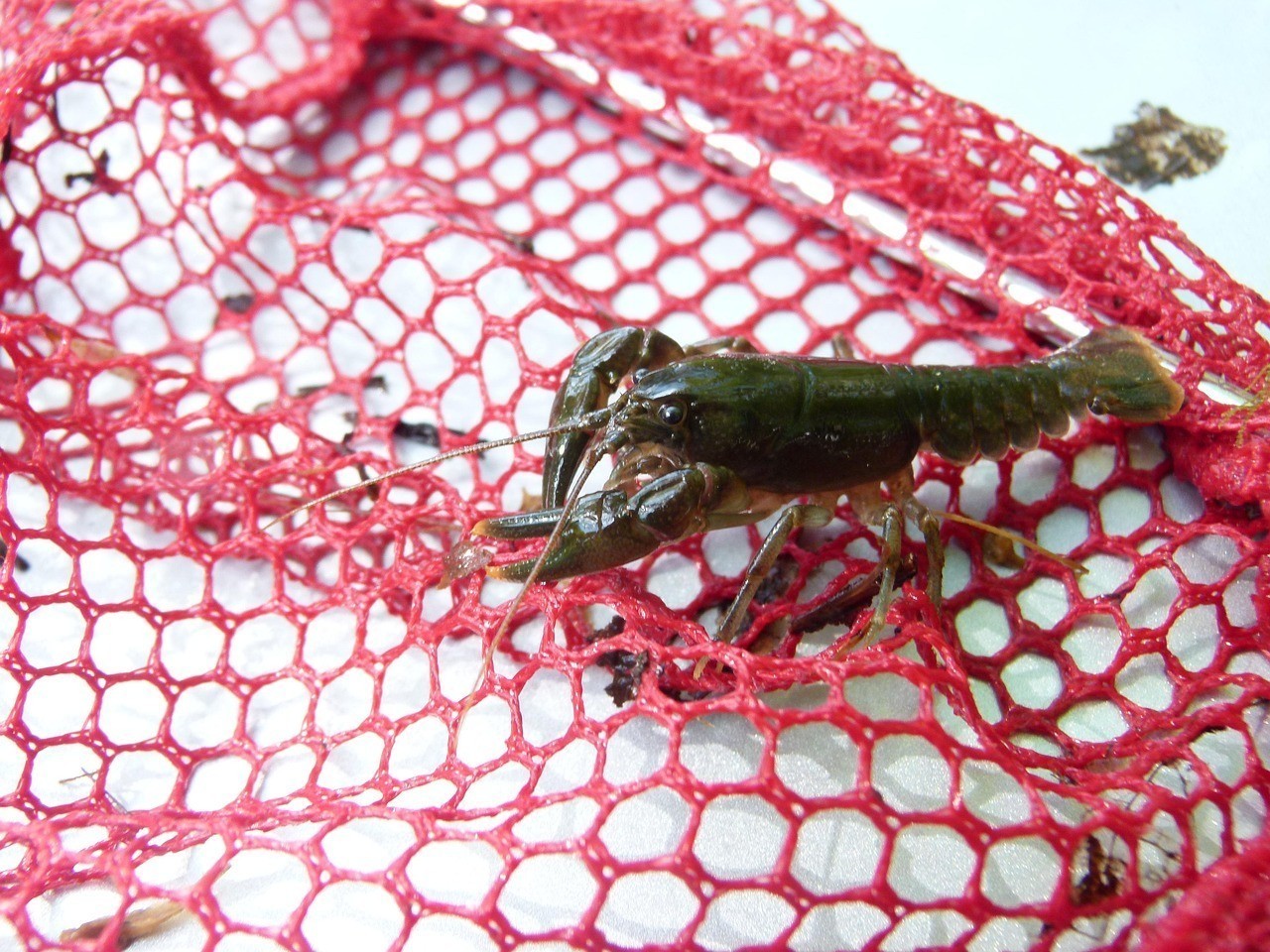 25公分龍魚可以喂小蝦嗎，2>25公分龍魚能否安全因食用化酶活性較低 25公分龍魚可以喂小蝦嗎，2>25公分龍魚能否安全因食用化酶活性較低 水族問答 第1張