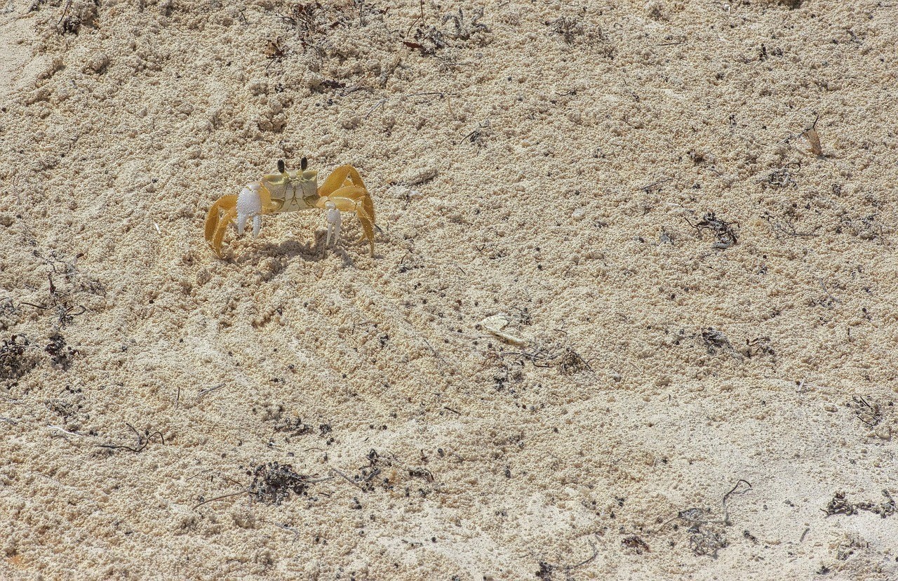 25公分龍魚可以喂小蝦嗎，2>25公分龍魚能否安全因食用化酶活性較低 25公分龍魚可以喂小蝦嗎，2>25公分龍魚能否安全因食用化酶活性較低 水族問答 第2張