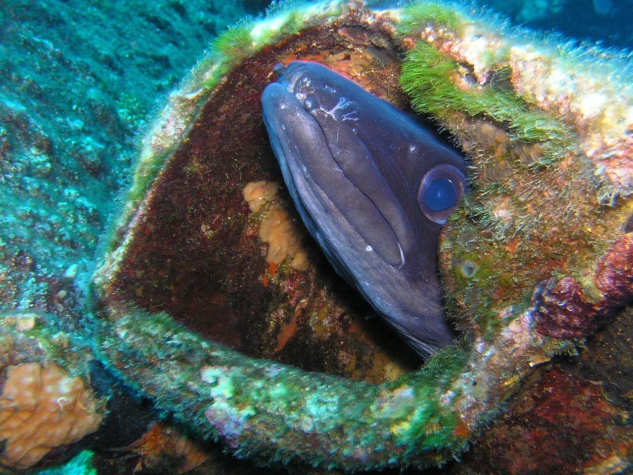 1cm金龍魚苗價格，1cm金龍魚苗價格波動受哪些因素影響價格差異
