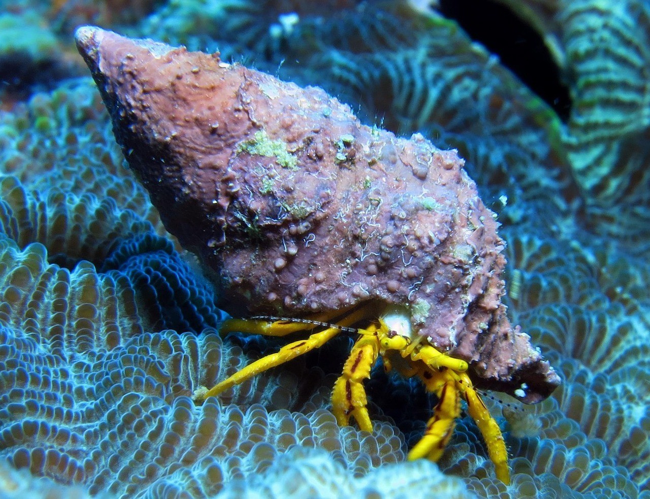 最貴金龍魚第一名，2&gt金龍魚最貴金龍魚為何能摘得第一名桂冠