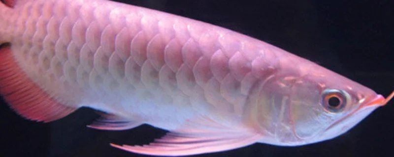 金龍魚和銀龍魚的價格差異大嗎？，關于金龍魚和銀龍魚價格差異的300-400字