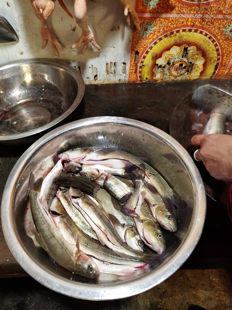 那曲地龍魚店|麗江龍記斑魚莊(地龍魚店