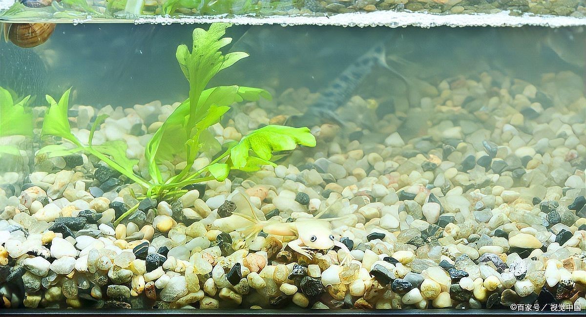 金龍魚缸底砂多久清洗一次？|《金龍魚缸底砂清洗周期探究》