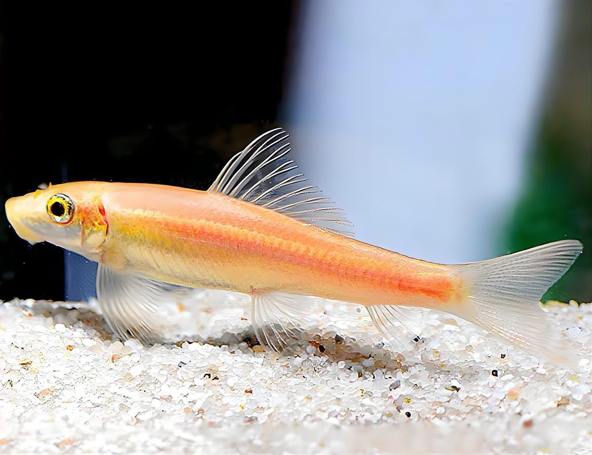 金龍魚缸底砂多久清洗一次？|《金龍魚缸底砂清洗周期探究》