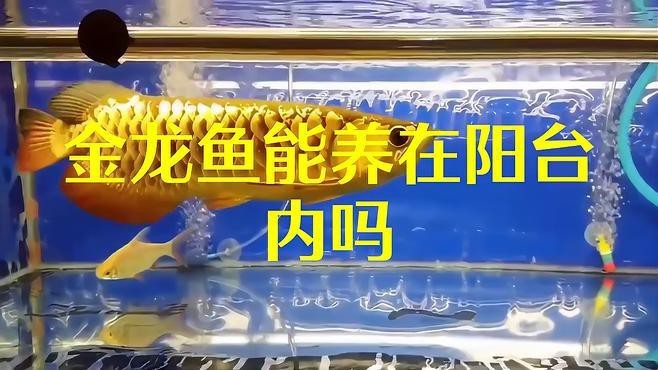 金頭龍魚的最佳飼養(yǎng)環(huán)境是怎樣的？|金頭龍魚最佳飼養(yǎng)方法及注意事項(xiàng)喂養(yǎng)小能手龍魚水質(zhì)要求