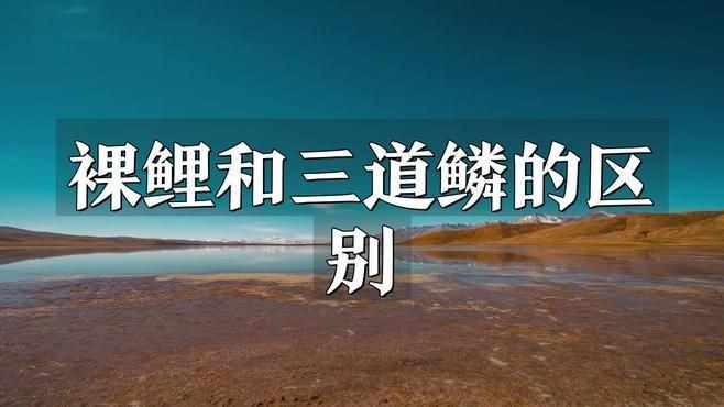 裸鯉和三道鱗的區別|湖北男子釣上“三道鱗”,鯉魚頭鯽魚身，網友：起鍋燒油野釣