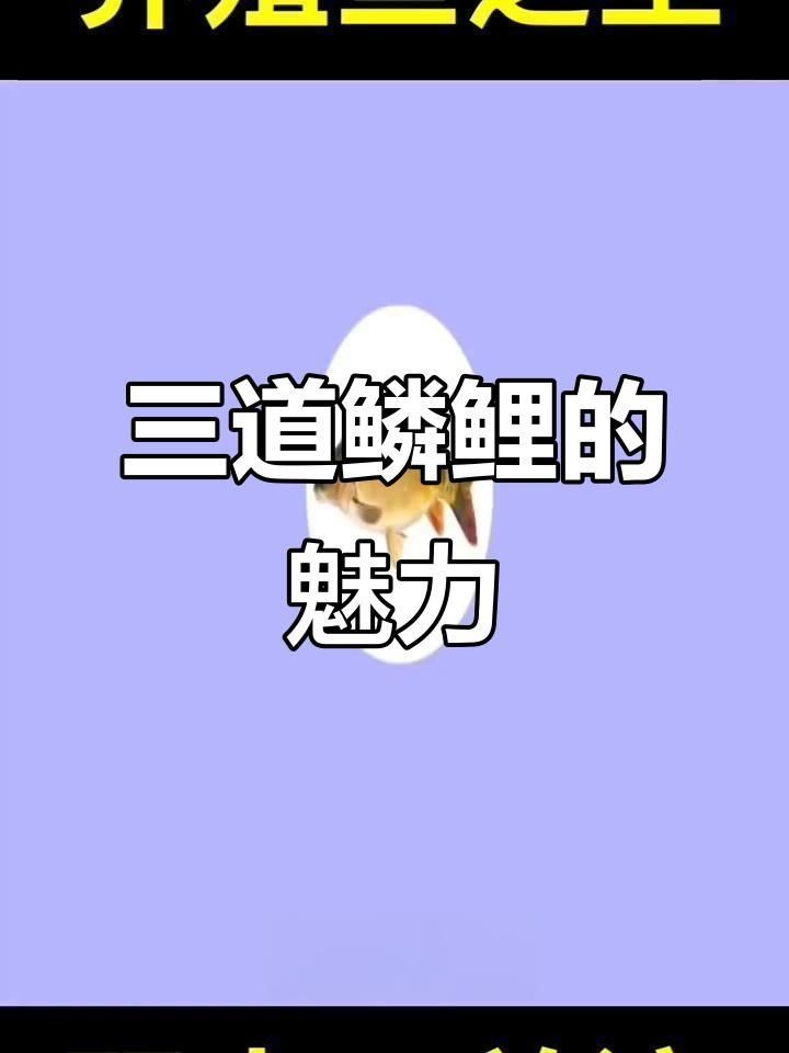 裸鯉和三道鱗的區別|湖北男子釣上“三道鱗”,鯉魚頭鯽魚身，網友：起鍋燒油野釣
