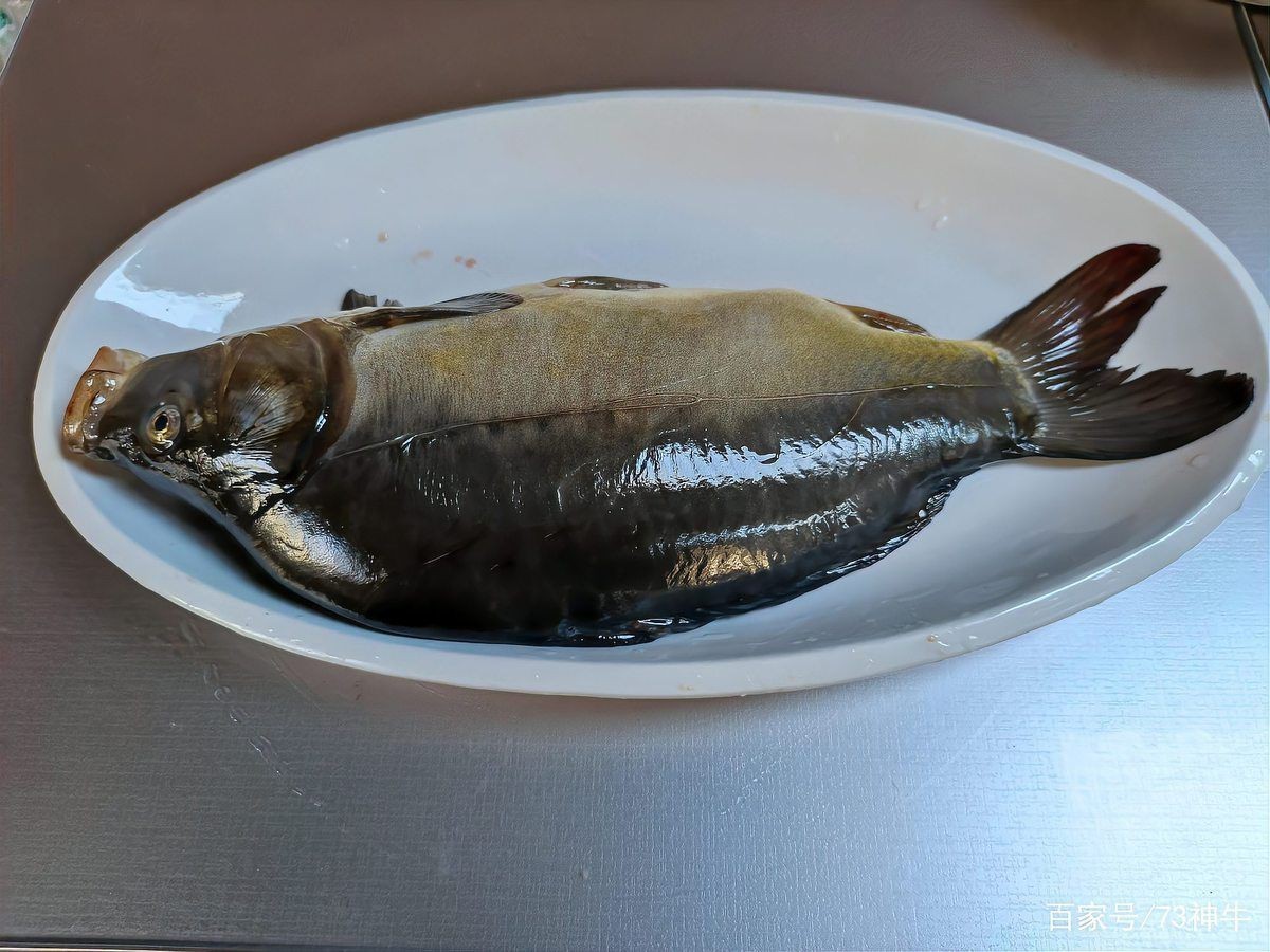 裸鯉和三道鱗的區別|湖北男子釣上“三道鱗”,鯉魚頭鯽魚身，網友：起鍋燒油野釣
