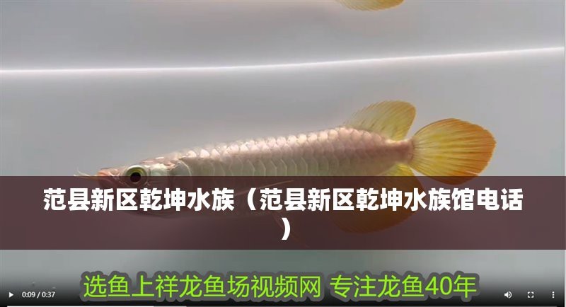 范縣龍魚店|濮陽范縣龍魚店有哪些龍魚品種乾坤水族館的營業(yè)時間 范縣龍魚店|濮陽范縣龍魚店有哪些龍魚品種乾坤水族館的營業(yè)時間 全國水族館企業(yè)名錄 第1張