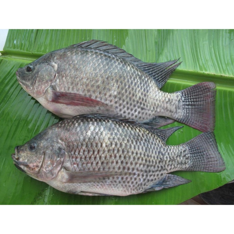非洲金鼓魚屬于什么檔次|非洲金鼓魚互動性最好的觀賞魚排名第六深受養(yǎng)好者喜愛