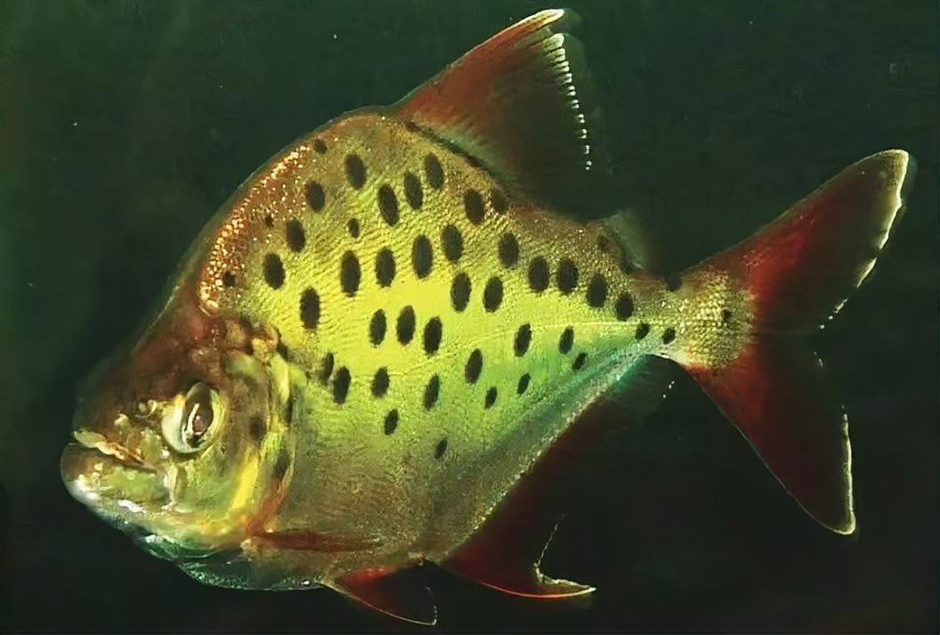 非洲金鼓魚屬于什么檔次|非洲金鼓魚互動性最好的觀賞魚排名第六深受養(yǎng)好者喜愛