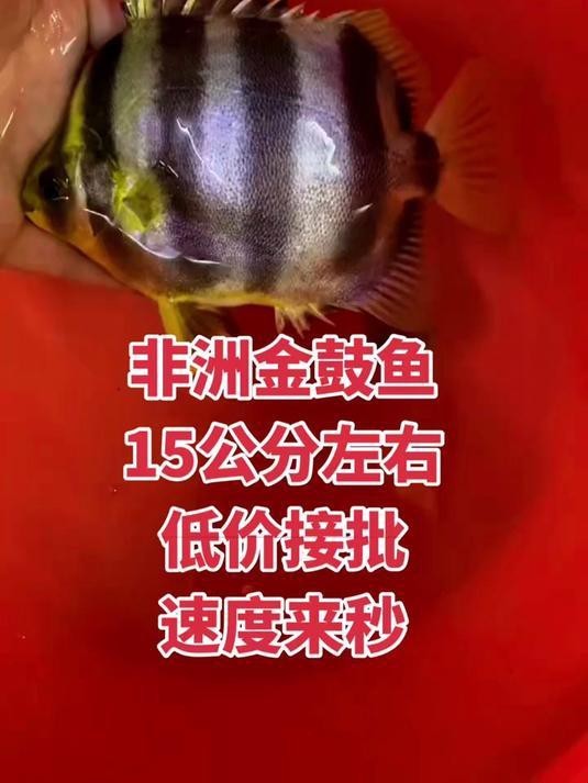 非洲金鼓魚屬于什么檔次|非洲金鼓魚互動性最好的觀賞魚排名第六深受養(yǎng)好者喜愛