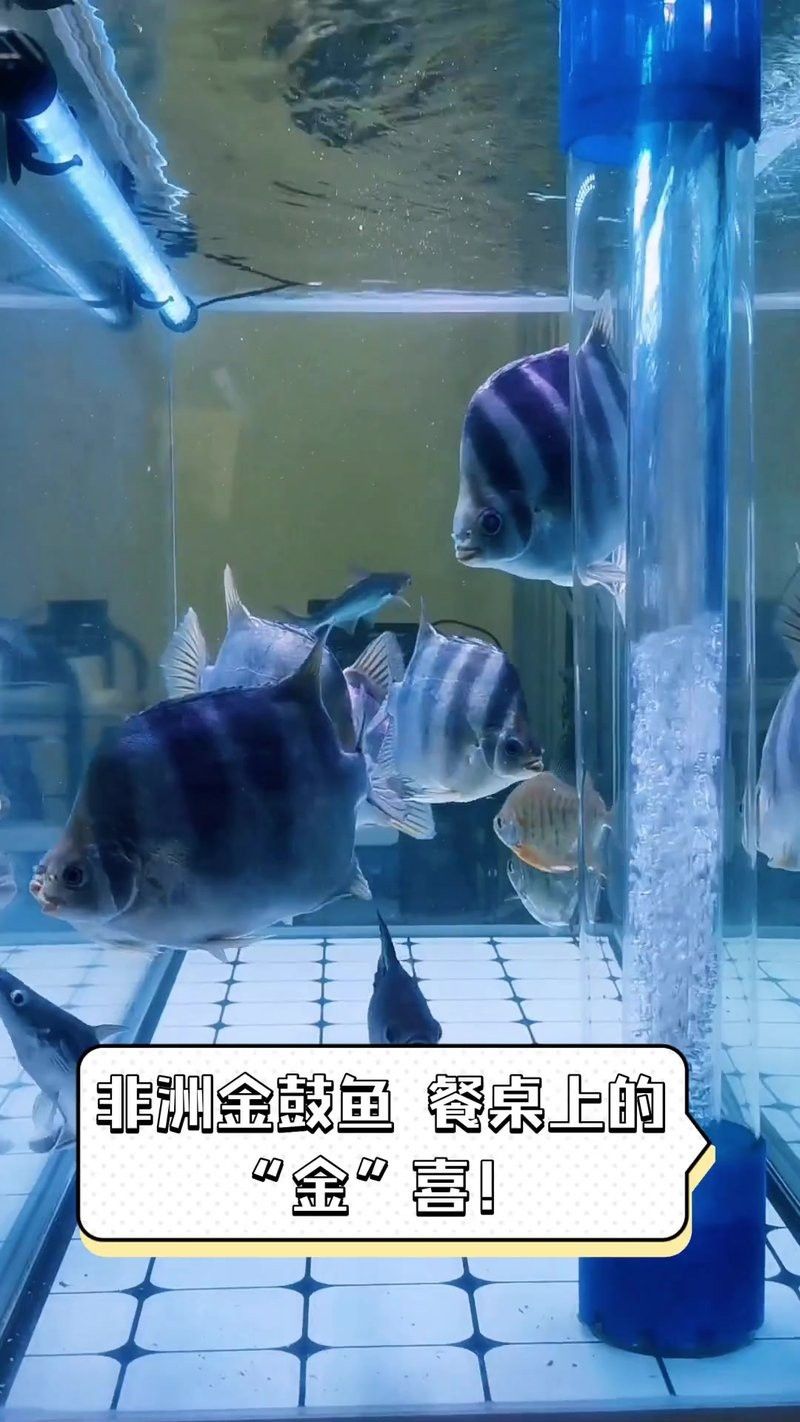 非洲金鼓魚屬于什么檔次|非洲金鼓魚互動性最好的觀賞魚排名第六深受養(yǎng)好者喜愛