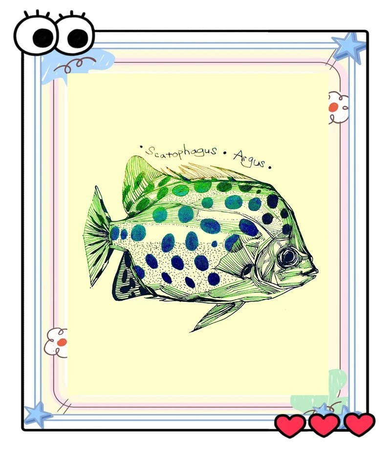 非洲金鼓魚屬于什么檔次|非洲金鼓魚互動性最好的觀賞魚排名第六深受養(yǎng)好者喜愛