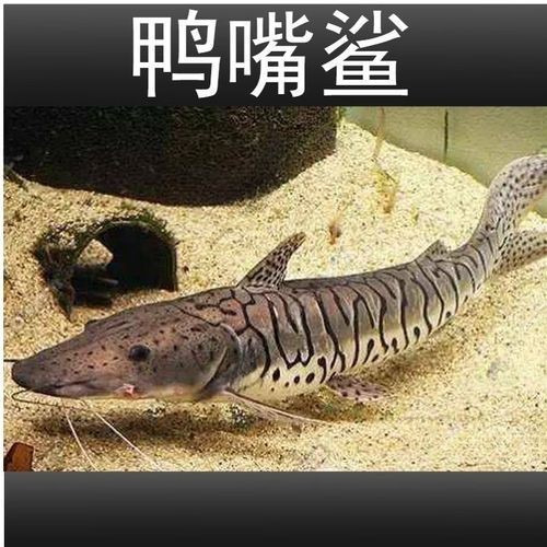 虎紋鴨嘴鯊圖片|虎紋鴨嘴鯊是一種極具特色的淡水魚類
