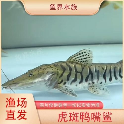 虎紋鴨嘴鯊圖片|虎紋鴨嘴鯊是一種極具特色的淡水魚類