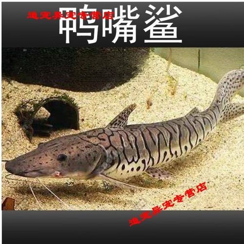 虎紋鴨嘴鯊圖片|虎紋鴨嘴鯊是一種極具特色的淡水魚類