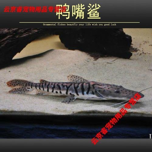 虎紋鴨嘴鯊圖片|虎紋鴨嘴鯊是一種極具特色的淡水魚類