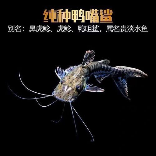 虎紋鴨嘴鯊圖片|虎紋鴨嘴鯊是一種極具特色的淡水魚類
