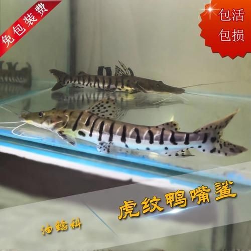 虎紋鴨嘴鯊圖片|虎紋鴨嘴鯊是一種極具特色的淡水魚類