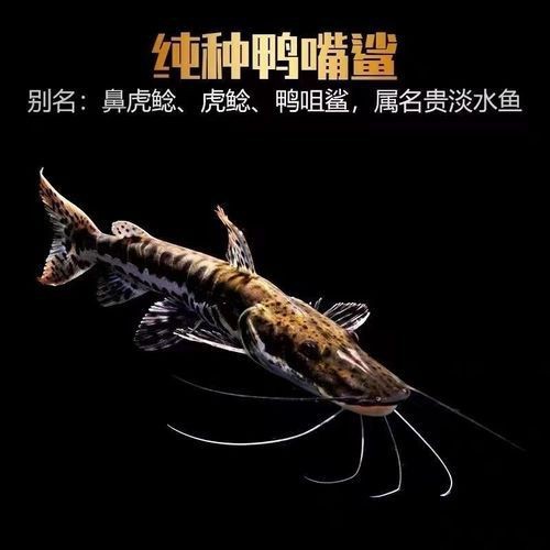 虎紋鴨嘴鯊圖片|虎紋鴨嘴鯊是一種極具特色的淡水魚類