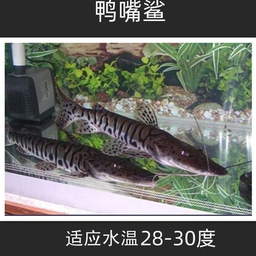 虎紋鴨嘴鯊圖片|虎紋鴨嘴鯊是一種極具特色的淡水魚類