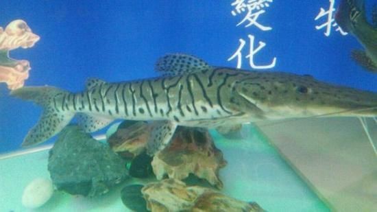 虎紋鴨嘴鯊圖片|虎紋鴨嘴鯊是一種極具特色的淡水魚類