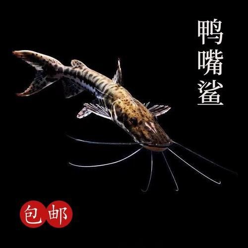 虎紋鴨嘴鯊圖片|虎紋鴨嘴鯊是一種極具特色的淡水魚類