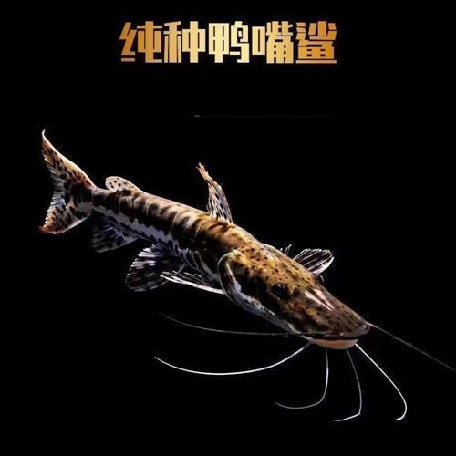 虎紋鴨嘴鯊圖片|虎紋鴨嘴鯊是一種極具特色的淡水魚類