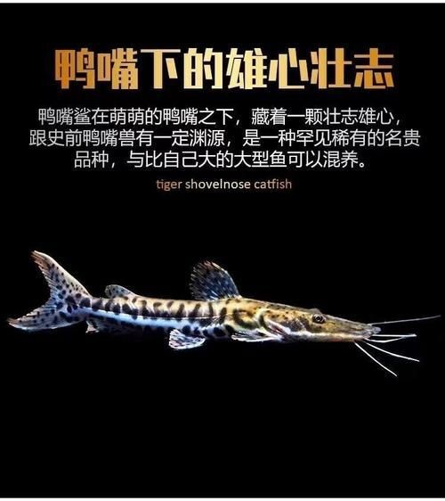 虎紋鴨嘴鯊圖片|虎紋鴨嘴鯊是一種極具特色的淡水魚類