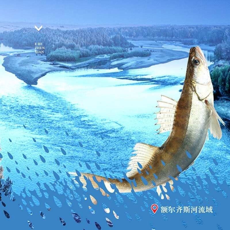 雪龍魚的價格范圍是多少？|世界最貴觀賞魚排行榜雪龍魚價格多少錢一條是小蝦呀