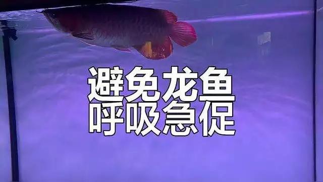 如何預(yù)防龍魚出現(xiàn)急救情況？|20-30公分龍魚飼養(yǎng)技巧與注意事項