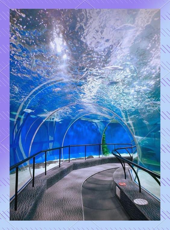 泰州水族店|泰州擁有多家特色鮮明的水族店推薦幾家口碑好的泰州水族店