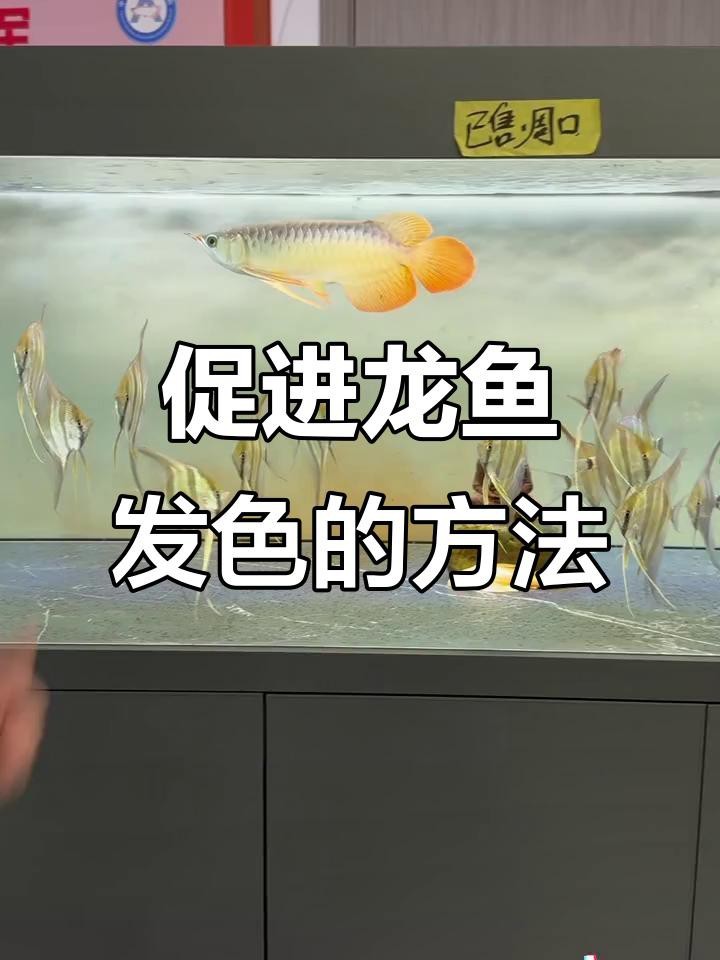 有哪些龍魚發(fā)色增艷劑|觀賞魚養(yǎng)魚日記水族瑪豆維生素魚缸增艷飼料增色秘訣