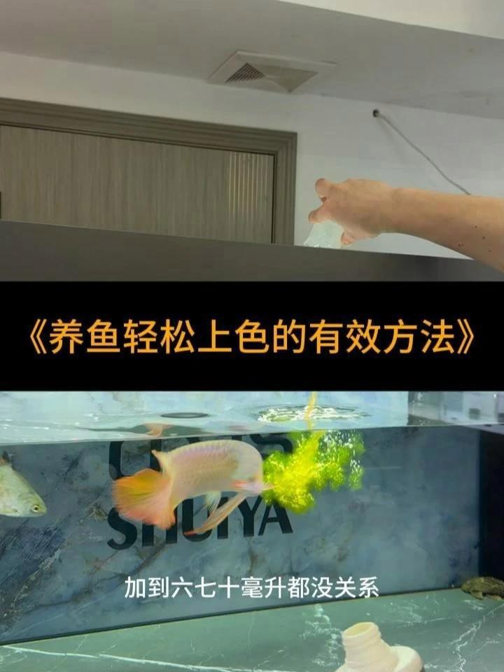 有哪些龍魚發(fā)色增艷劑|觀賞魚養(yǎng)魚日記水族瑪豆維生素魚缸增艷飼料增色秘訣
