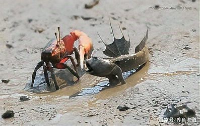 彈涂魚可以用淡水養嗎|彈涂魚不能用純淡水直接養殖它屬于淺海近岸魚類 彈涂魚可以用淡水養嗎|彈涂魚不能用純淡水直接養殖它屬于淺海近岸魚類 龍魚論壇 第3張